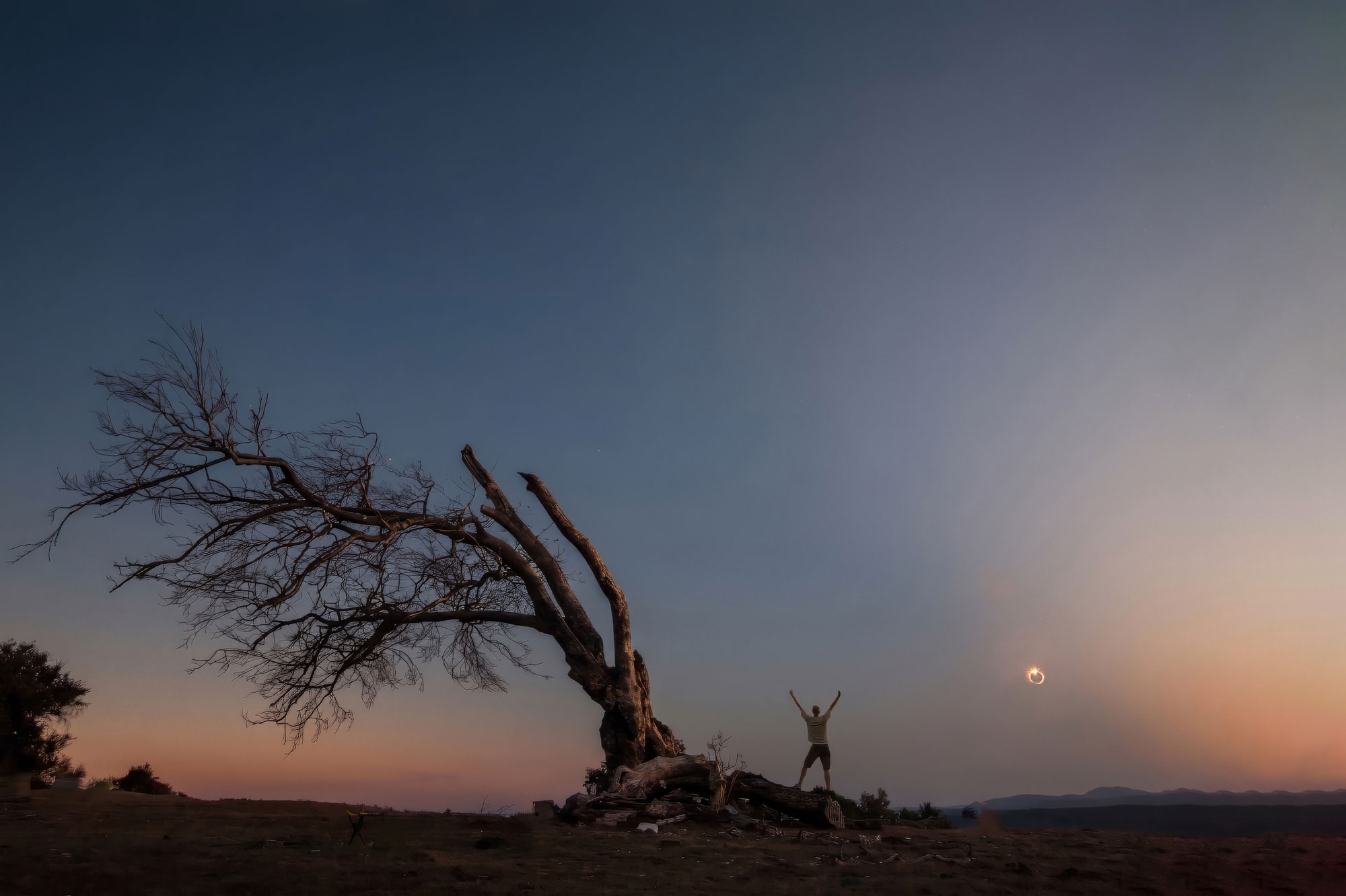 Total eclipse over a lone tree at sunset